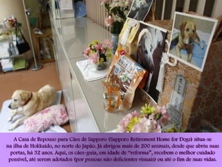 A Casa de Repouso para Cães de Sapporo (Sapporo Retirement Home for Dogs) situa-se
na ilha de Hokkaido, no norte do Japão. Já abrigou mais de 200 animais, desde que abriu suas
  portas, há 32 anos. Aqui, os cães-guia, em idade de “reforma”, recebem o melhor cuidado
 possível, até serem adotados (por pessoas não deficientes visuais) ou até o fim de suas vidas.
 