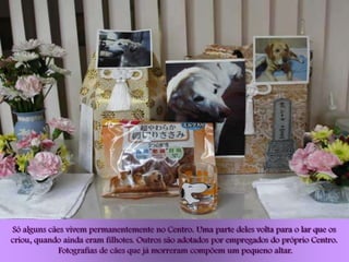 Só alguns cães vivem permanentemente no Centro. Uma parte deles volta para o lar que os
criou, quando ainda eram filhotes. Outros são adotados por empregados do próprio Centro.
             Fotografias de cães que já morreram compõem um pequeno altar.
 