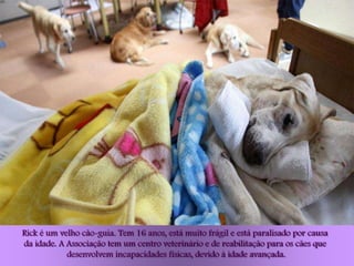 Rick é um velho cão-guia. Tem 16 anos, está muito frágil e está paralisado por causa
da idade. A Associação tem um centro veterinário e de reabilitação para os cães que
            desenvolvem incapacidades físicas, devido à idade avançada.
 