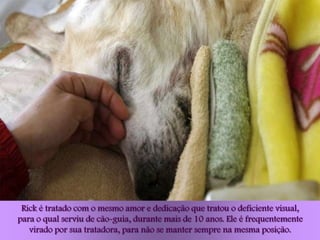 Rick é tratado com o mesmo amor e dedicação que tratou o deficiente visual,
para o qual serviu de cão-guia, durante mais de 10 anos. Ele é frequentemente
   virado por sua tratadora, para não se manter sempre na mesma posição.
 