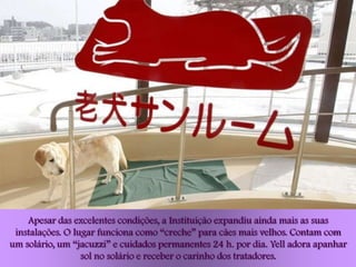 Apesar das excelentes condições, a Instituição expandiu ainda mais as suas
 instalações. O lugar funciona como “creche” para cães mais velhos. Contam com
um solário, um “jacuzzi” e cuidados permanentes 24 h. por dia. Yell adora apanhar
                  sol no solário e receber o carinho dos tratadores.
 