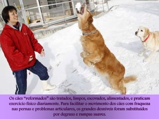 Os cães “reformados” são tratados, limpos, escovados, alimentados, e praticam
exercício físico diariamente. Para facilitar o movimento dos cães com fraqueza
 nas pernas e problemas articulares, os grandes desníveis foram substituídos
                         por degraus e rampas suaves.
 