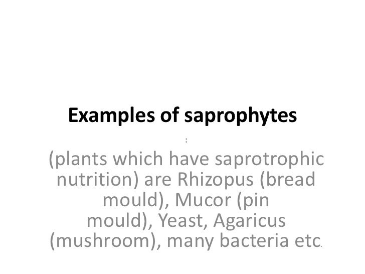 Saprophytic organisms examples