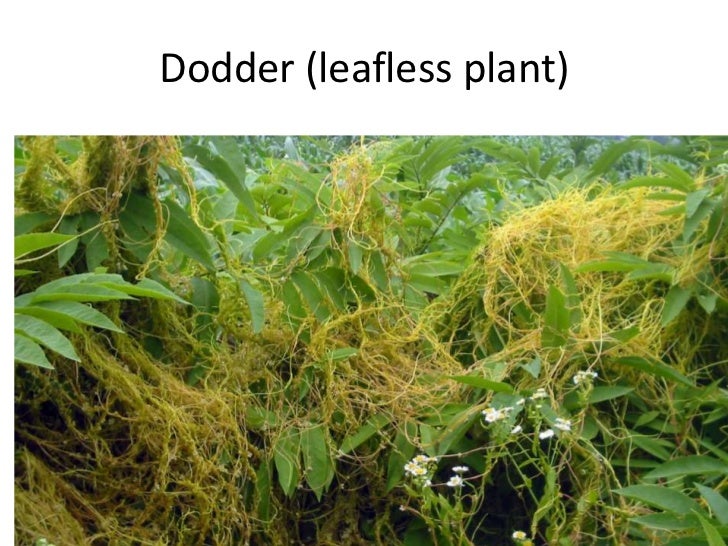 Saprophytic and parasitic modes of life