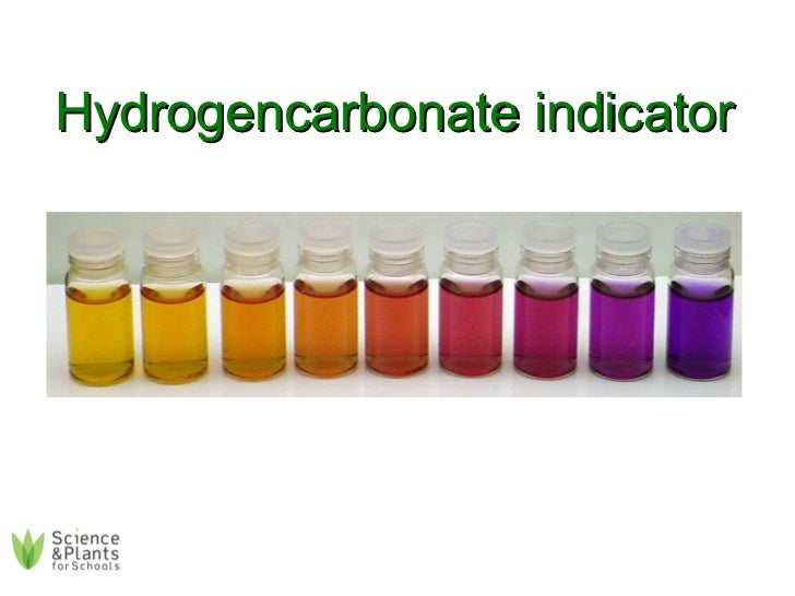 SAPS Photosynthesis with Algal Balls