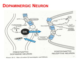 DOPAMINERGIC NEURON
 