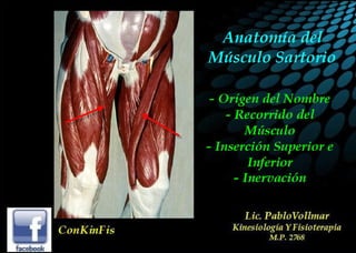 Anatomía del Músculo Sartorio