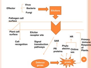 29
Effector
Virus
Fungi
Bacteria
Pathogen cell
surface
Plant cell
surface
Cell
recognition
Elicitor
receptor site
Elicitors
Signal
transduction
pathways
Defence
genes
Gene
produ
cts
PR
proteins
SAR
Phyto
alexins Chitina
ses
HR
Primary
immune
Response
of
Plants.
 