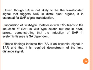 34
o Even though SA is not likely to be the translocated
signal that triggers SAR in distal plant organs, it is
essential for SAR signal transduction.
oInoculation of wild-type rootstocks with TMV leads to the
induction of SAR in wild type scions but not in nahG
scions, demonstrating that the induction of SAR in
systemic tissues is SA dependent.
oThese findings indicate that SA is an essential signal in
SAR and that it is required downstream of the long
distance signal.
 