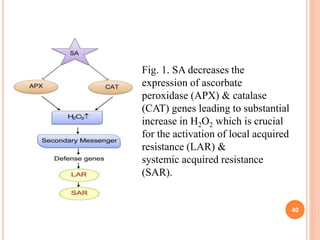 40
Fig. 1. SA decreases the
expression of ascorbate
peroxidase (APX) & catalase
(CAT) genes leading to substantial
increase in H2O2 which is crucial
for the activation of local acquired
resistance (LAR) &
systemic acquired resistance
(SAR).
 