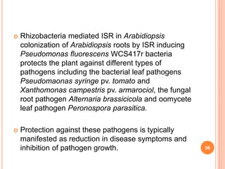  Rhizobacteria mediated ISR in Arabidiopsis
colonization of Arabidiopsis roots by ISR inducing
Pseudomonas fluorescens WCS417r bacteria
protects the plant against different types of
pathogens including the bacterial leaf pathogens
Pseudomaonas syringe pv. tomato and
Xanthomonas campestris pv. armarociol, the fungal
root pathogen Alternaria brassicicola and oomycete
leaf pathogen Peronospora parasitica.
 Protection against these pathogens is typically
manifested as reduction in disease symptoms and
inhibition of pathogen growth. 56
 