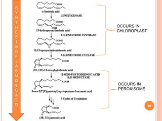 60
OCCURS IN
CHLOROPLAST
OCCURS IN
PEROXISOME
S
Y
N
T
H
E
S
I
S
O
F
J
A
S
M
O
NI
C
A
CI
D
 