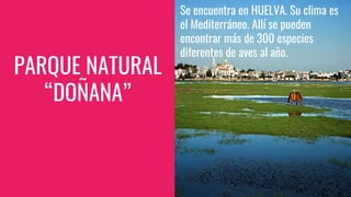 PARQUE NATURAL
“DOÑANA”
Se encuentra en HUELVA. Su clima es
el Mediterráneo. Allí se pueden
encontrar más de 300 especies
diferentes de aves al año.
 