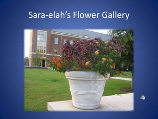 Sara-elah’s Flower Gallery

 