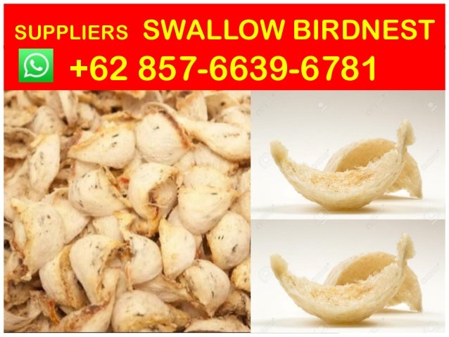 Contact 62857 6639 6781 WhatsApp Swallow Bird Nest Benefit
