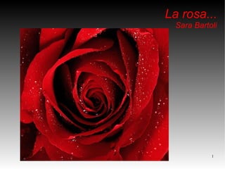 La rosa... Sara Bartoli 