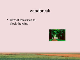 windbreak Row of trees used to block the wind 
