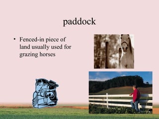 paddock Fenced-in piece of land usually used for grazing horses 