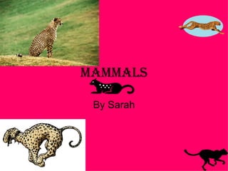 By Sarah Mammals 