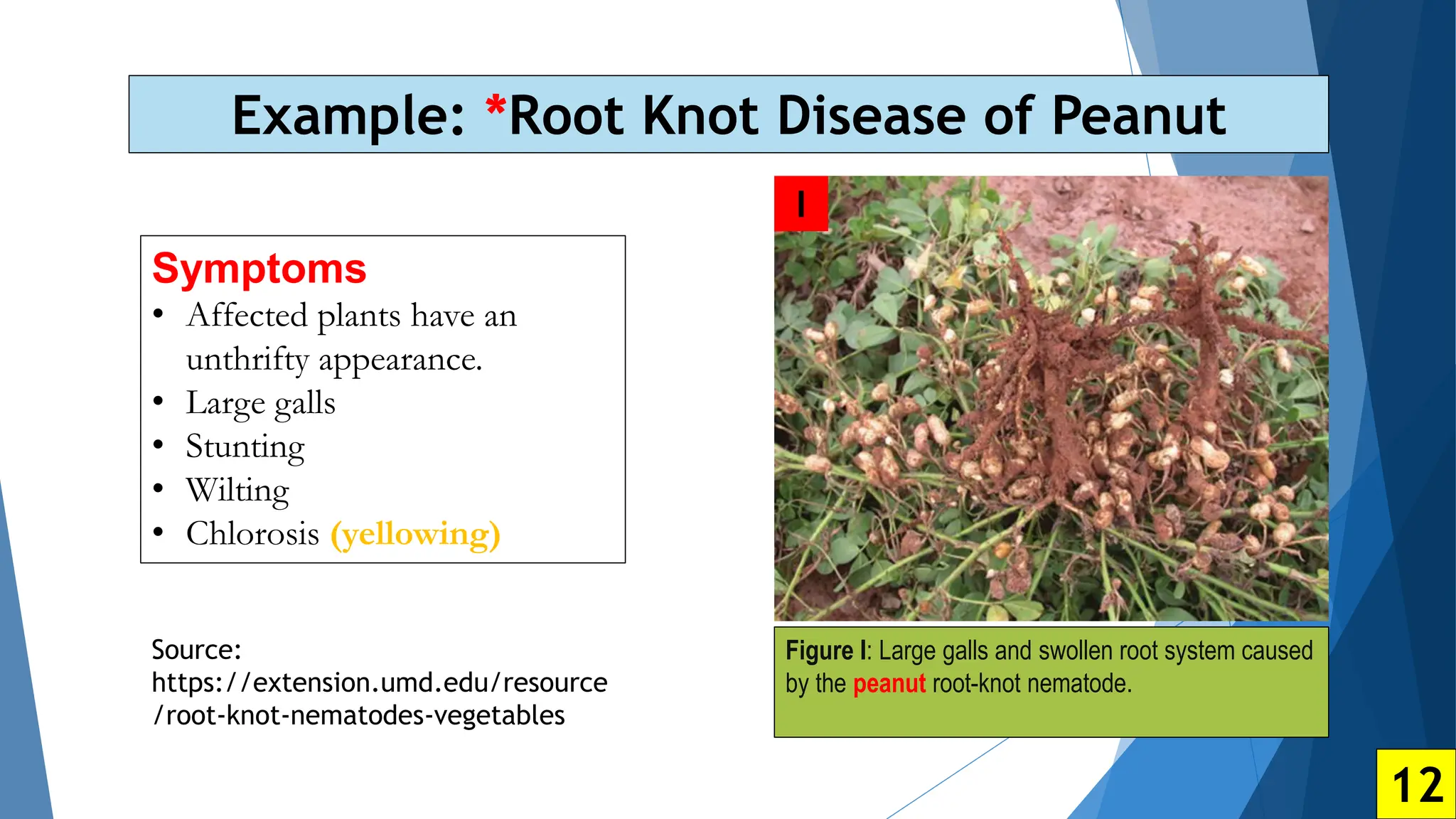 Sarah 51 Root knot disease of vegetables.pptx