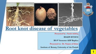 Root knot disease of vegetables
Presented by : Sarah Ashfaq
BSADP-BT51F21
BS 8th Semester ADP Replica
Presented to: Dr. Najam ul Sehar
Institute of Botany, University of the Punjab
1
 