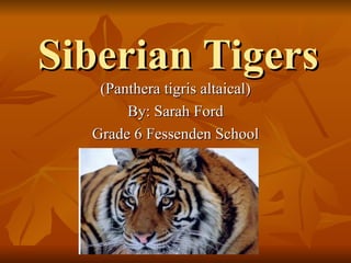 Siberian Tigers (Panthera tigris altaical) By: Sarah Ford Grade 6 Fessenden School 
