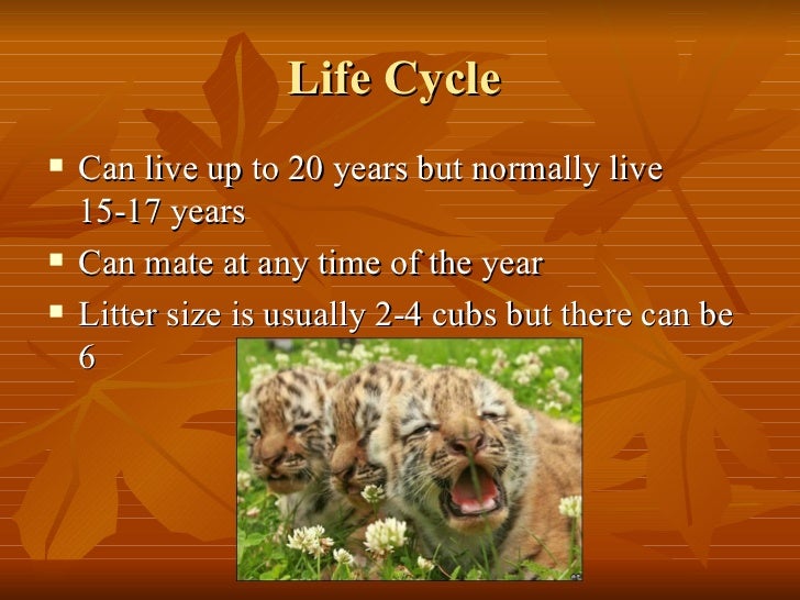 Tiger Life Cycle Chart