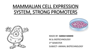 MAMMALIAN CELL EXPRESSION
SYSTEM, STRONG PROMOTERS
MADE BY- SARAH HAMID
M.Sc BIOTECHNOLOGY
3rd SEMESTER
SUBJECT- ANIMAL BIOTECHNOLOGY
 