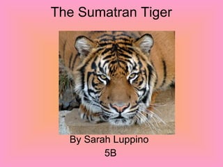 The Sumatran Tiger  By Sarah Luppino  5B 