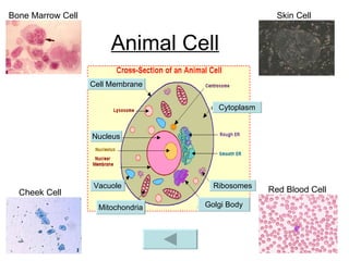 Animal Cell Bone Marrow Cell Skin Cell Cheek Cell Red Blood Cell Mitochondria Vacuole Nucleus Cell Membrane Cytoplasm Ribosomes Golgi Body 