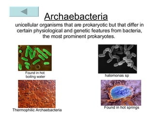 Archaebacteria unicellular organisms that are prokaryotic but that differ in certain physiological and genetic features from bacteria,  the most prominent prokaryotes.   Found in hot boiling water halomonas sp   Found in hot springs Thermophilic Archaebacteria 
