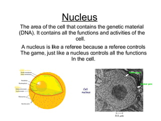Nucleus The area of the cell that contains the genetic material (DNA). It contains all the functions and activities of the cell.  A nucleus is like a referee because a referee controls The game, just like a nucleus controls all the functions In the cell. 
