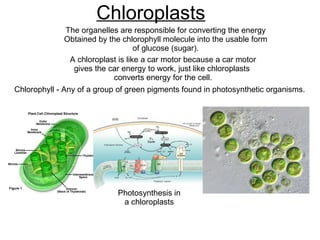 Chloroplasts The organelles are responsible for converting the energy Obtained by the chlorophyll molecule into the usable form of glucose (sugar). A chloroplast is like a car motor because a car motor gives the car energy to work, just like chloroplasts  converts energy for the cell. Chlorophyll - Any of a group of green pigments found in photosynthetic organisms. Photosynthesis in a chloroplasts 