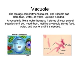 Vacuole The storage compartment of a cell. The vacuole can store food, water, or waste, until it is needed.  A vacuole is like a locker because it stores all your school supplies until you need them, just like a vacuole stores food,  water, and waste, until it is needed. 