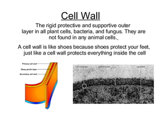 The rigid protective and supportive outer  layer in all plant cells, bacteria, and fungus. They are not found in any animal cells.   A cell wall is like shoes because shoes protect your feet,  just like a cell wall protects everything inside the cell Cell Wall 