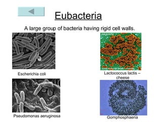 Eubacteria A large group of bacteria having rigid cell walls. Escherichia coli   Lactococcus lactis –  cheese Pseudomonas aeruginosa   Gomphosphaeria   