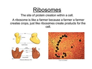 Ribosomes The site of protein creation within a cell. A ribosome is like a farmer because a farmer a farmer creates crops, just like ribosomes create products for the  cell. 