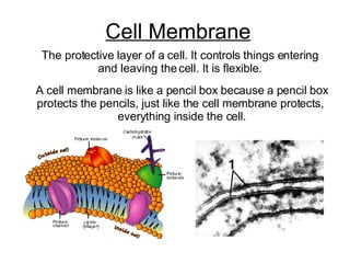 Cell Membrane The protective layer of a cell. It controls things entering and leaving the cell. It is flexible. A cell membrane is like a pencil box because a pencil box protects the pencils, just like the cell membrane protects,  everything inside the cell. 