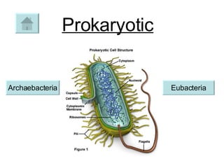 Prokaryotic Archaebacteria Eubacteria 