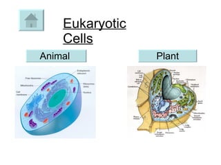 Eukaryotic Cells Animal  Plant 