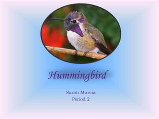 Hummingbird
Sarah Murcia
Period 2
 