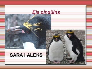 Els pingüins SARA i ALEKS 