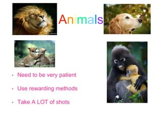 Animals
• Need to be very patient
• Use rewarding methods
• Take A LOT of shots
 