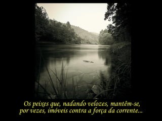Os peixes que, nadando velozes, mantêm-se,  por vezes, imóveis contra a força da corrente...  