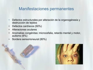 Manifestaciones permanentes
• Defectos estructurales por alteración de la organogénesis y
destrucción de tejidos
• Defectos cardíacos (50%)
• Alteraciones oculares
• Anomalías congénitas: microcefalia, retardo mental y motor,
autismo (6%)
• Sordera sensorioneural (80%)

 