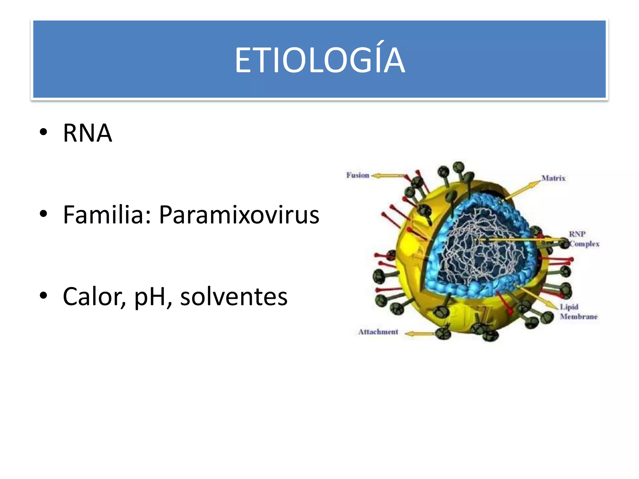 ETIOLOGÍA
• RNA
• Familia: Paramixovirus
• Calor, pH, solventes
 