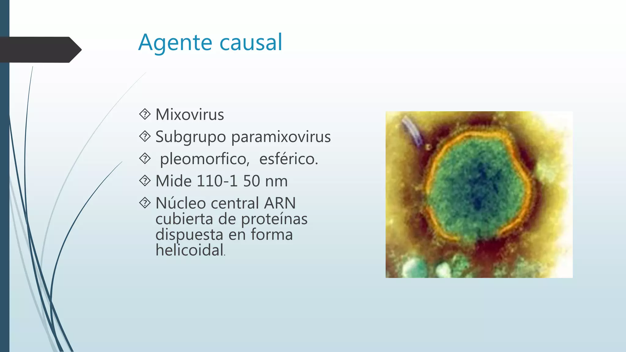 Agente causal
 Mixovirus
 Subgrupo paramixovirus
 pleomorfico, esférico.
 Mide 110-1 50 nm
 Núcleo central ARN
cubierta de proteínas
dispuesta en forma
helicoidal.
 