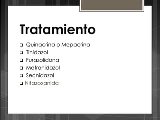 Tratamiento
 Quinacrina o Mepacrina
 Tinidazol
 Furazolidona
 Metronidazol
 Secnidazol
 Nitazoxanida
 