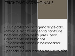 TRICHOMONAS VAGINALIS.




-Es un protozoo patógeno flagelado.
-ataca el tracto urogenital tanto de
hombres como de mujeres, pero
únicamente en humanos.
-Únicamente tiene un hospedador
(monoxeno)
- período de incubación de 5 a 25 días.
 