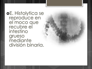 E. Histolytica se
 reproduce en
 el moco que
 recubre el
 intestino
 grueso
 mediante
 división binaria.
 